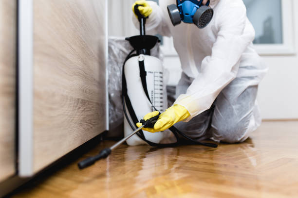 Wasp Removal Services in St Johns, MI