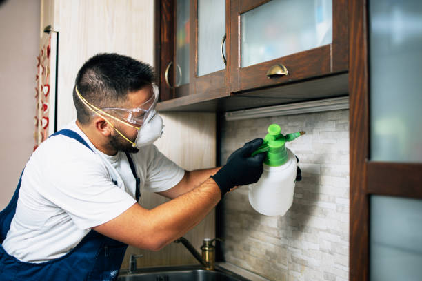 Best Wasp Removal Services  in St Johns, MI
