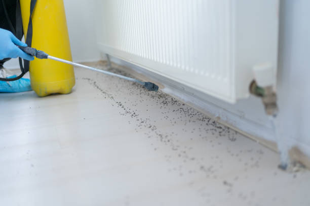 Best Bed Bug Extermination  in St Johns, MI